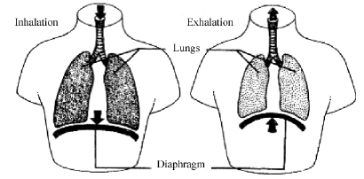 diaphramatic-breathing - Ananda Sangha Chennai